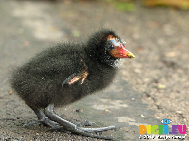 FZ029727 Moorhen chick (Gallinula chloropus)